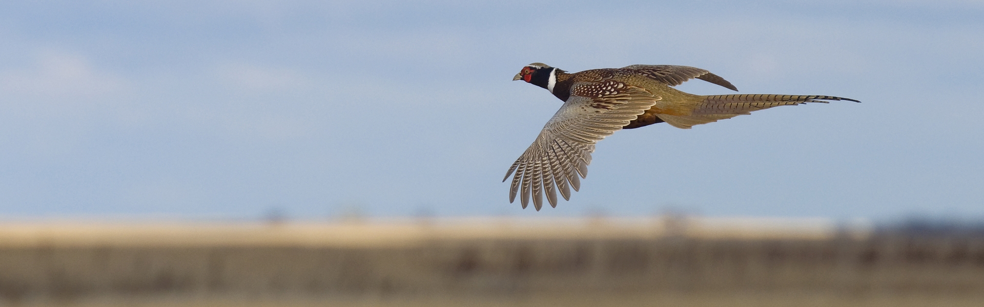 South Dakota Pheasant Hunts at Sully Flats Hunt Club